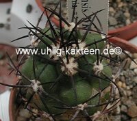 Copiapoa vallenarensis PL 181 A