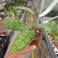 Hoya callistophylla cv. Black Cat