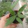 Hoya sp. Bogor GPS 166