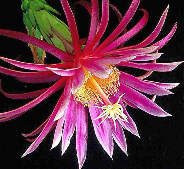 Hylocereus cv. Kathie van Arum