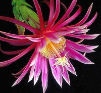 Hylocereus cv. Kathie van Arum