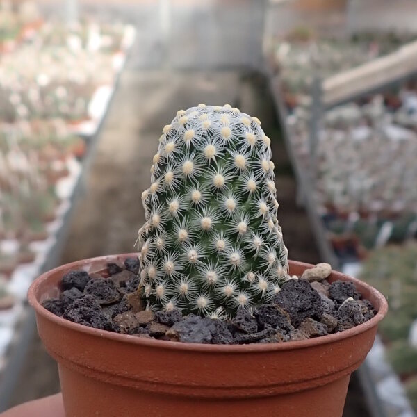 Mammillaria saboae ssp. goldii, Nacazari