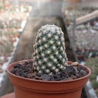 Mammillaria saboae ssp. goldii, Nacazari