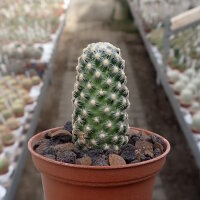 Mammillaria saboae ssp. goldii, Nacazari