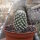 Mammillaria saboae ssp. goldii, Nacazari