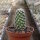 Mammillaria saboae ssp. goldii, Nacazari