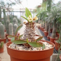 Euphorbia parvimedusa Thai-Hybr.