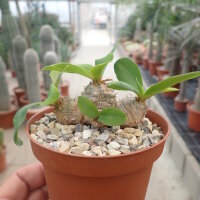 Euphorbia parvimedusa Thai-Hybr.