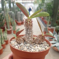 Euphorbia parvimedusa Thai-Hybr.