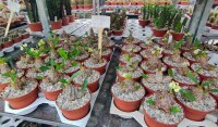 Euphorbia parvimedusa Thai-Hybr.