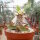 Euphorbia parvimedusa Thai-Hybr.