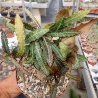 Euphorbia francoisii cv. Xiamen, CITES, not outside EU