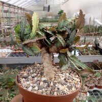 Euphorbia francoisii cv. Xiamen, CITES, not outside EU