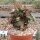 Euphorbia francoisii cv. Xiamen, CITES, not outside EU