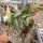 Euphorbia francoisii cv. Xiamen, CITES, not outside EU