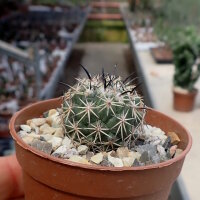 Coryphantha difficilis, Hipolito