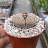 Lithops pseudotruncatella ssp. volkii