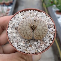 Lithops pseudotruncatella ssp. volkii