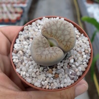 Lithops pseudotruncatella ssp. volkii