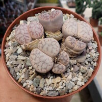 Lithops pseudotruncatella ssp. volkii