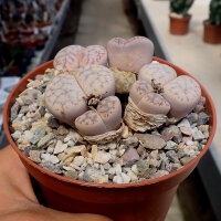 Lithops pseudotruncatella ssp. volkii