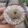 Lithops pseudotruncatella ssp. volkii