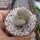 Lithops pseudotruncatella ssp. volkii