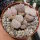 Lithops pseudotruncatella ssp. volkii