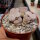 Lithops pseudotruncatella ssp. volkii