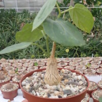 Matelea cyclophylla