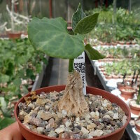 Matelea cyclophylla