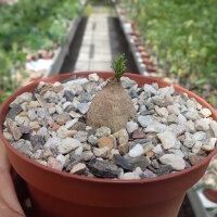 Ipomoea sp. nov. transvaal