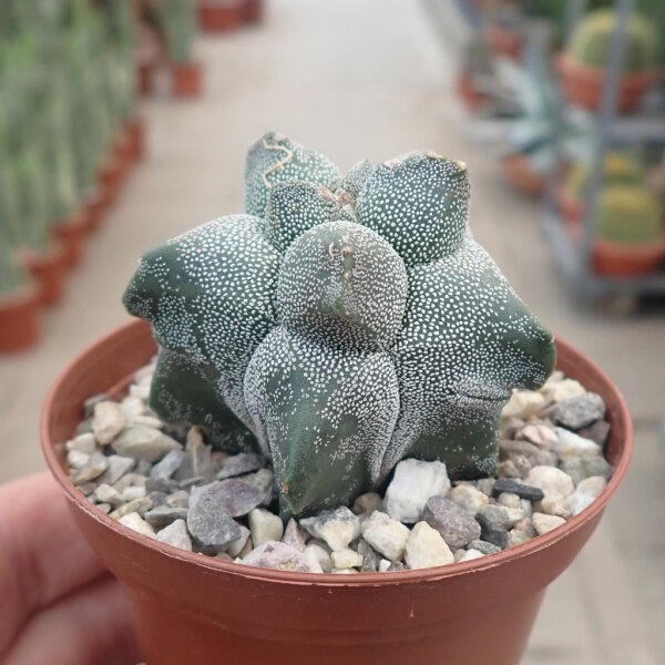 Astrophytum myriostigma cv. Kikko