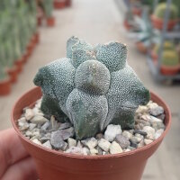 Astrophytum myriostigma cv. Kikko