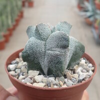 Astrophytum myriostigma cv. Kikko