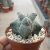 Astrophytum myriostigma cv. Kikko