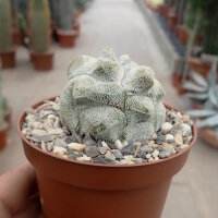 Astrophytum myriostigma cv. Kikko