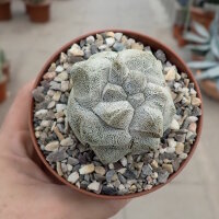 Astrophytum myriostigma cv. Kikko