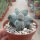 Astrophytum myriostigma cv. Kikko