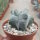 Astrophytum myriostigma cv. Kikko