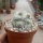 Astrophytum myriostigma cv. Kikko