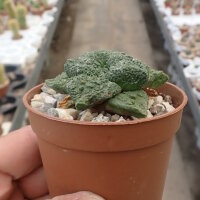 Ariocarpus fissuratus cv. Godzilla  CITES, not outside EU