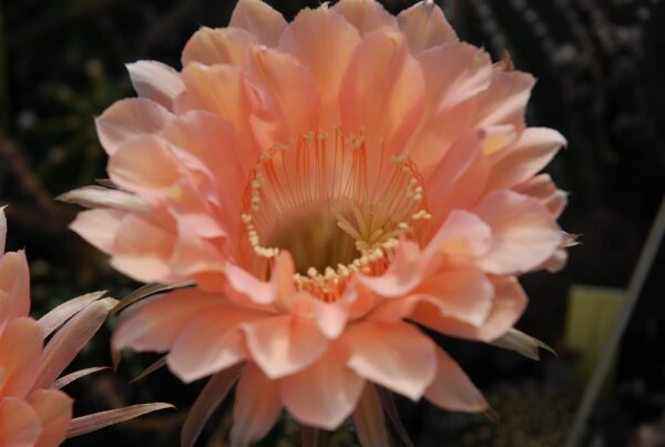 Echinopsis-Hybr. Paramount G