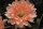 Echinopsis-Hybr. Paramount G