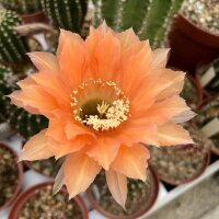 Echinopsis-Hybr. Orange Garden Abbey Brook Hybride