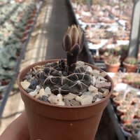 Gymnocalycium bodenbenderianum ssp. intertextum BKS 145