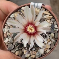 Gymnocalycium bodenbenderianum ssp. intertextum BKS 145