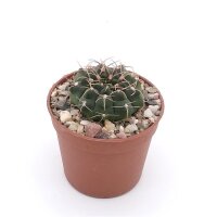 Gymnocalycium bodenbenderianum ssp. intertextum BKS 145