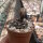 Gymnocalycium bodenbenderianum ssp. intertextum BKS 145