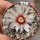 Gymnocalycium bodenbenderianum ssp. intertextum BKS 145